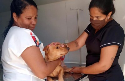 Gabinete da Causa Animal orienta tutores sobre cuidados com os pets após castração