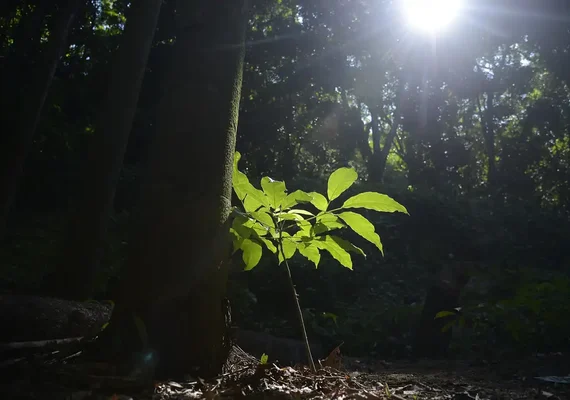 Sesc São Paulo tem programação especial na Semana do Meio Ambiente