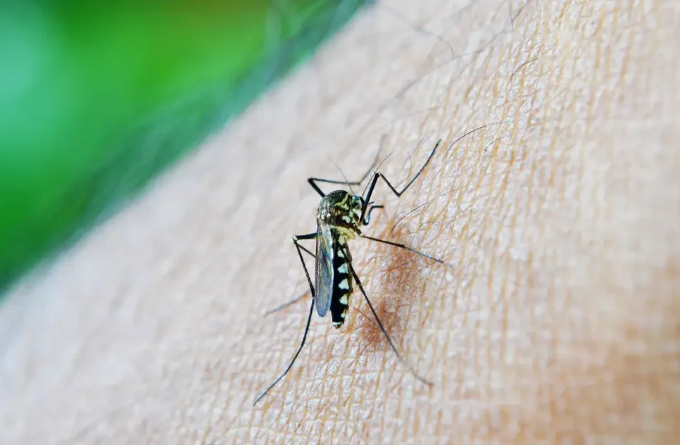 mosquito / Foto: Foto: Nuzeee/Pixabay