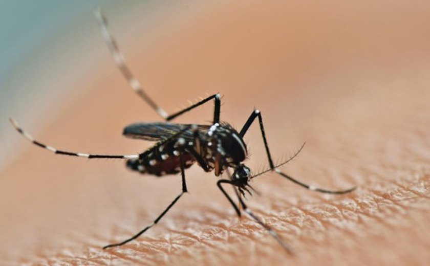 Mosquito Aedes aegypti pode ter feito uma vítima fatal em Palmeira dos Índios