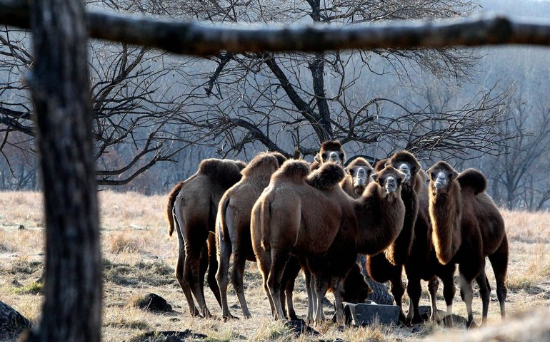 Camelo romano em Basileia revela presença inesperada desses animais no norte da Europa (FOTO)