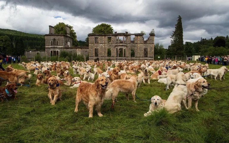 500 goldens retrievers se reúnem na Escócia para celebrar aniversário de criação da raça