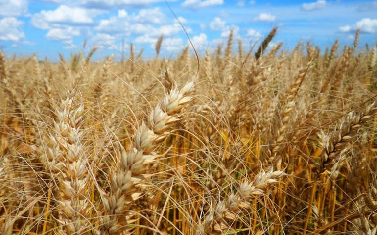 Prejuízo às lavouras de trigo do RS por causa da chuva ainda será avaliado, diz Emater