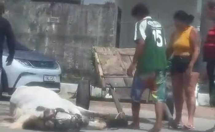 Vídeo mostra cavalo exausto com carroça, em Maceió Vídeo mostra cavalo exausto com carroça, em Maceió
