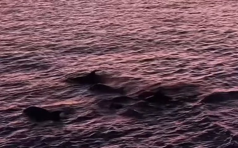 Vídeo mostra grupo de 30 golfinhos ao pôr do sol em Arraial do Cabo