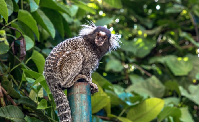 Vítima foi mordida por sagui