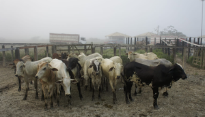 Feira de animais é flagrada com irregularidades em Tobias Barreto