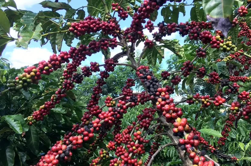 Restauração florestal em cafezais é viável economicamente, diz estudo