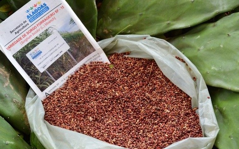Alagoas deve ganhar 86 unidades das culturas de palma e sorgo