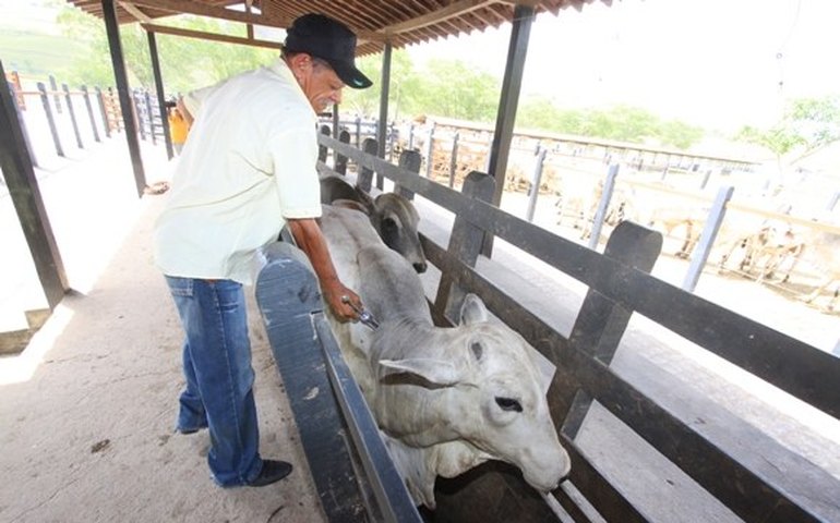 Governo pede que famílias abram suas casas para mobilização contra Aedes