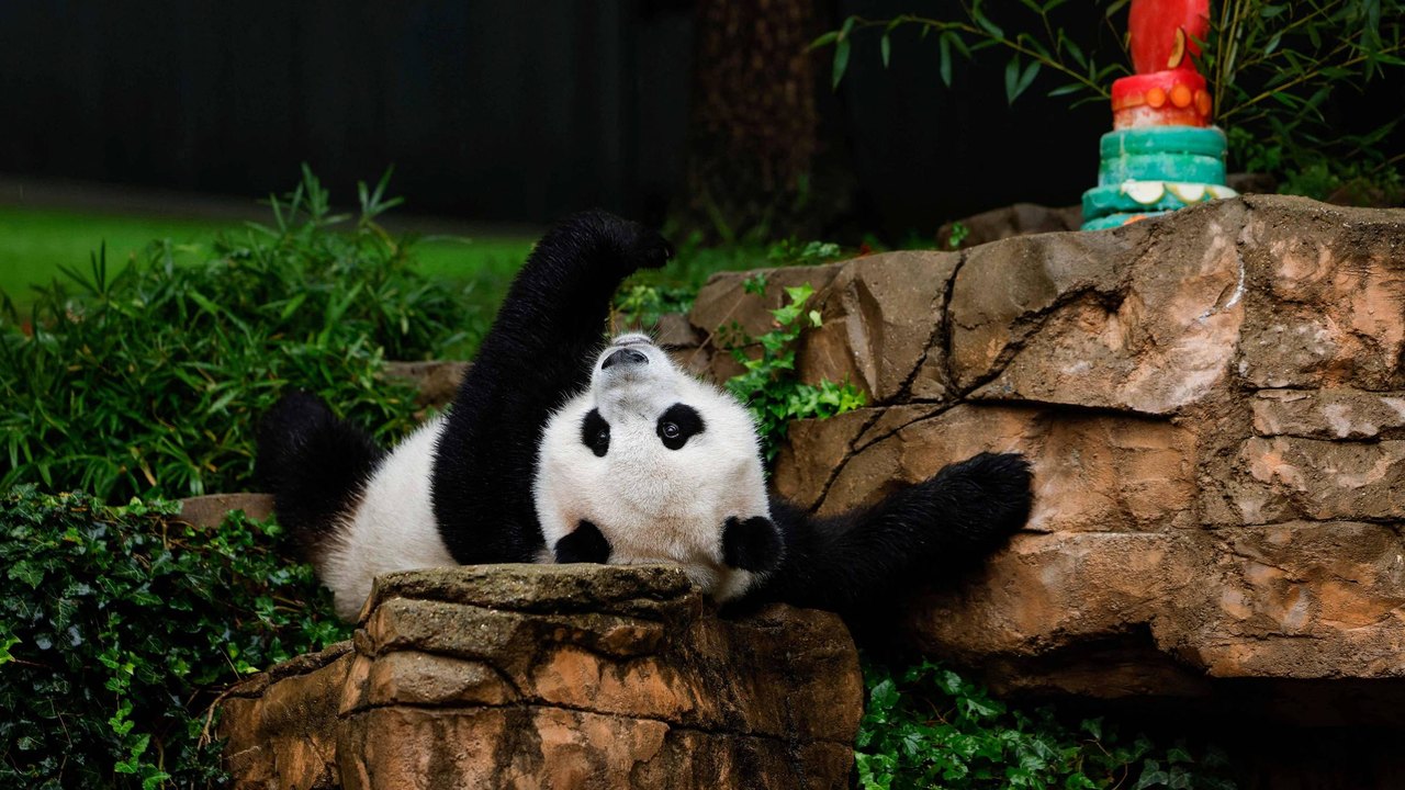 Pandas nascidos no exterior estão ajudando a China a aumentar a população selvagem; entenda