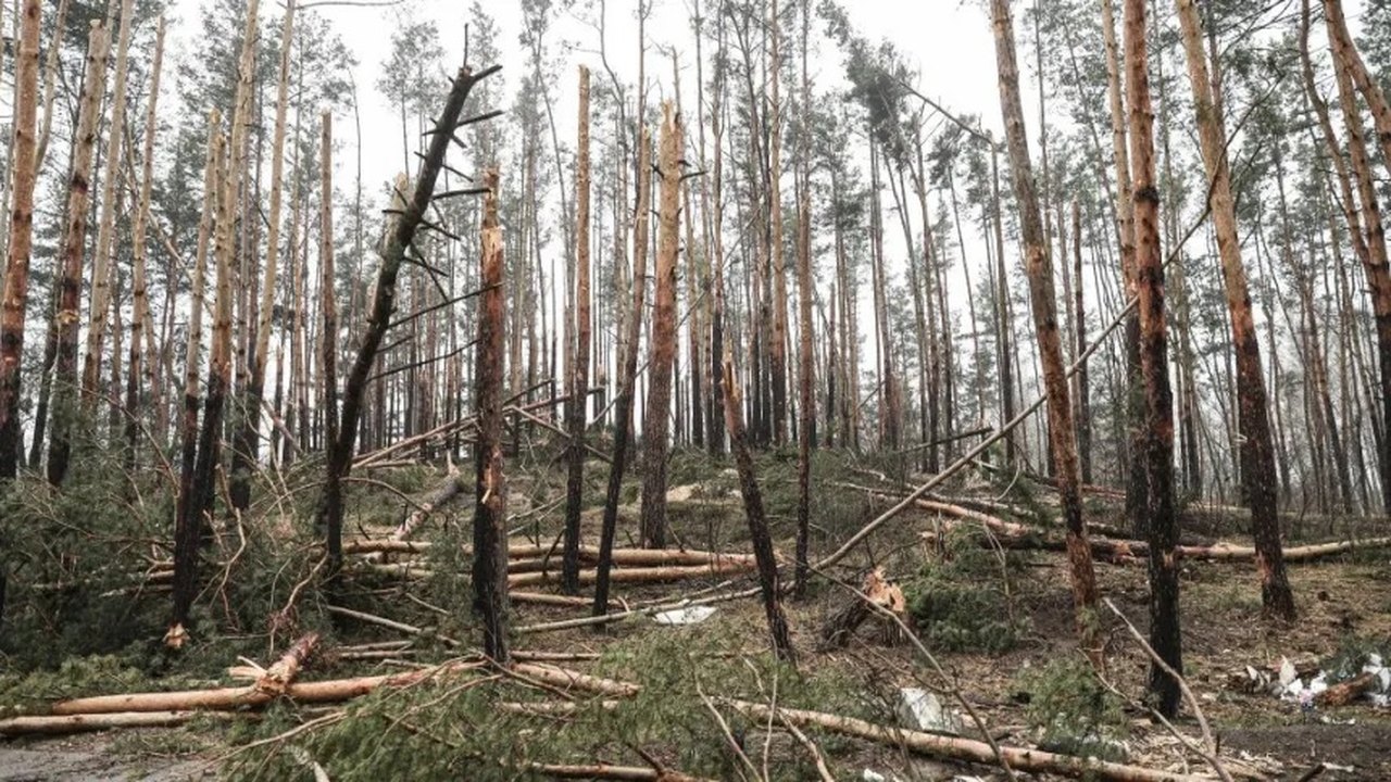 A difícil tarefa de ser um ativista ambiental na Rússia