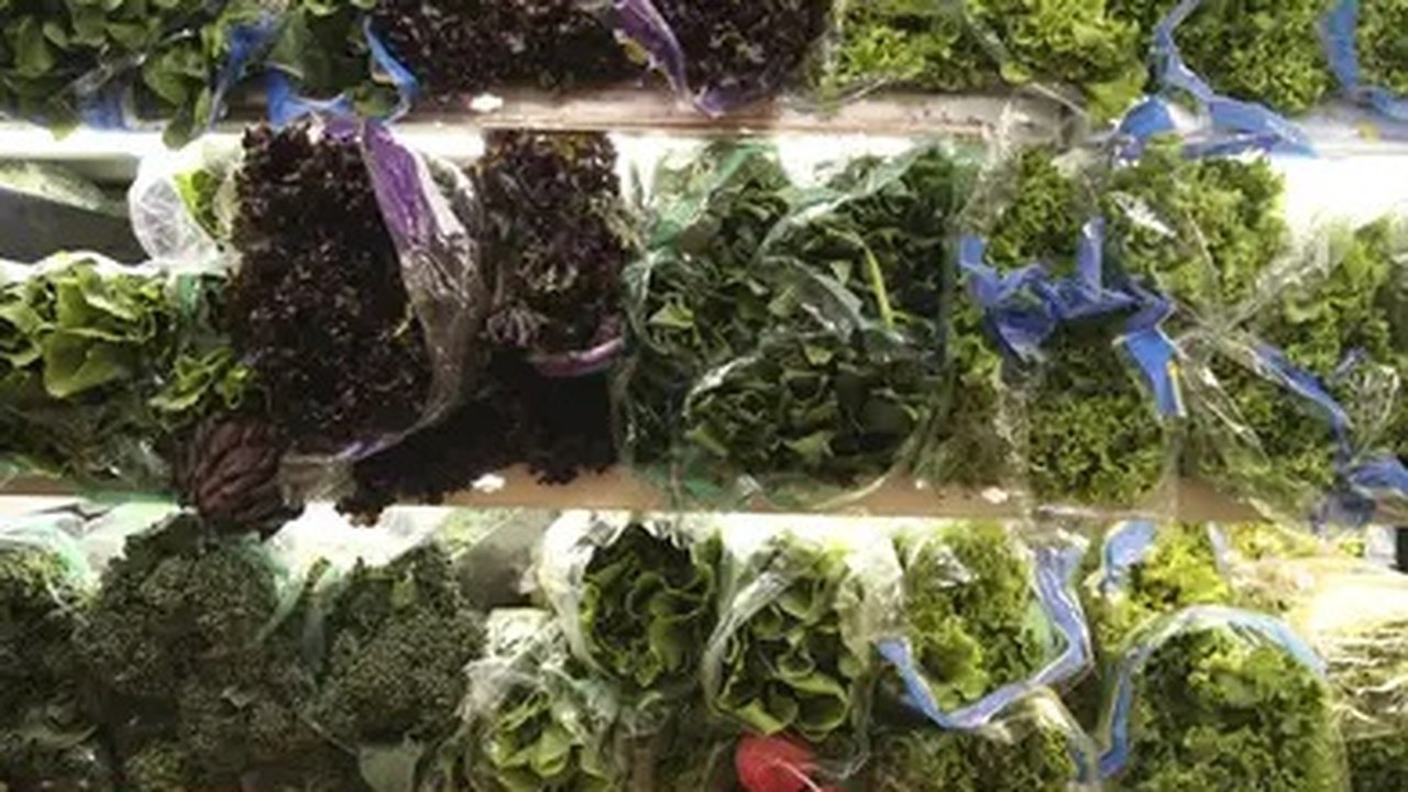 O risco de lavar a alface apenas com água e um truque de cozinha para desinfetá-la de forma simples