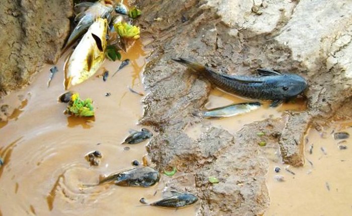 Pescadores convocam 'Arca de Noé' para salvar peixes de dilúvio de lama Pescadores convocam 'Arca de Noé' para salvar peixes de dilúvio de lama