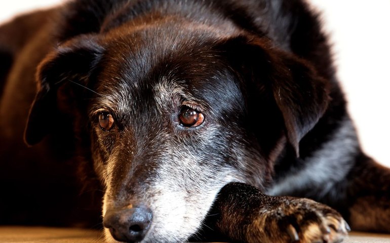 Justiça condena lojista a 5 anos de reclusão por maus-tratos a cães
