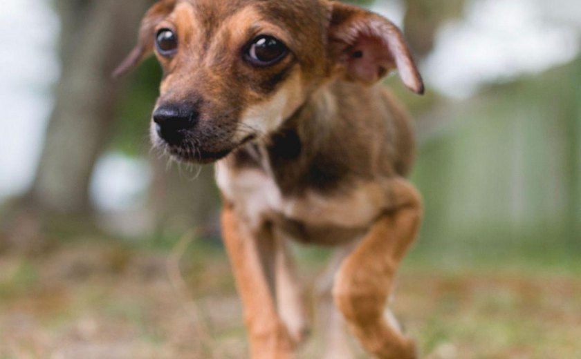 Feira de Adoção de animais acontece hoje, no Shopping Pátio Maceió