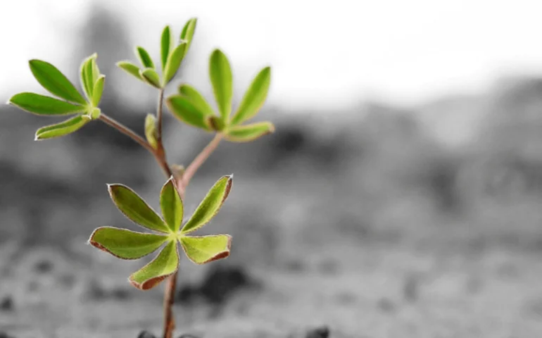 Persistência e resistência
