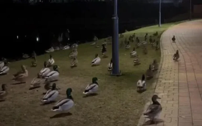 Desfile oficial das forças pato-nômicas em Moscou