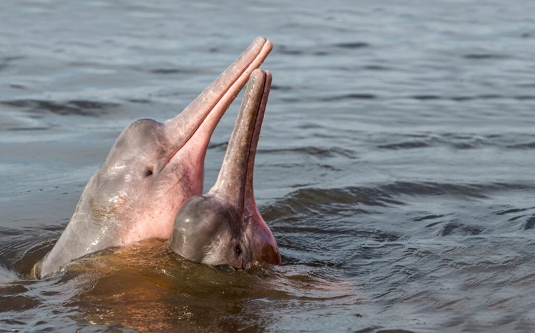 Companhia animal: pescadores chineses documentam golfinhos que seguem navios perto da ilha de Weizhou