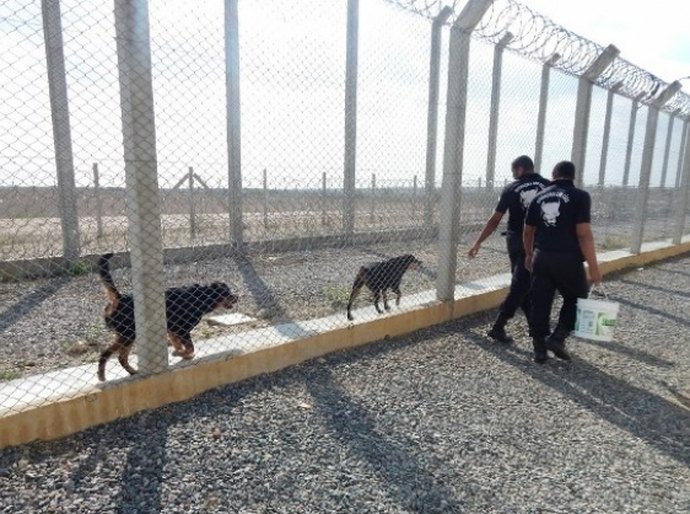 Cães auxiliam na manutenção da segurança no Presídio do Agreste