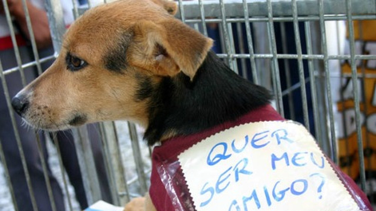 Feira de adoção de animais movimenta Arapiraca neste domingo