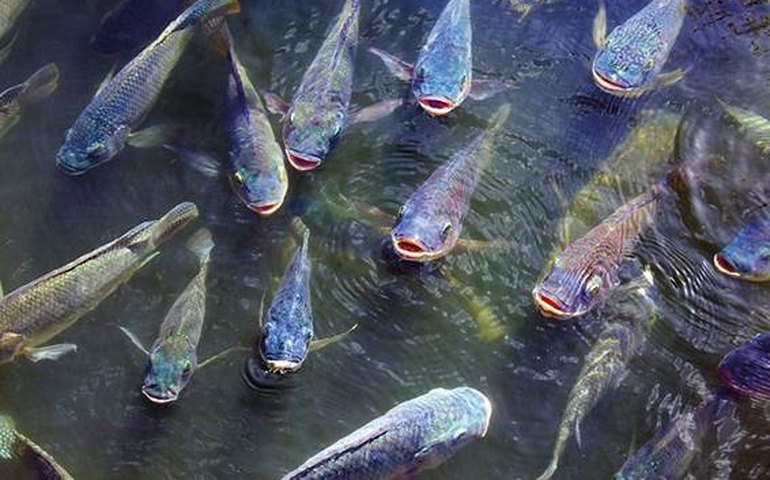 Consumo de pescado cresce 65% no Brasil desde 2004