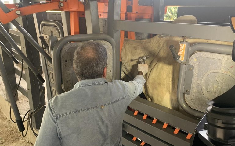  Adeal alerta que prazo para vacinação da aftosa encerra dia 30 