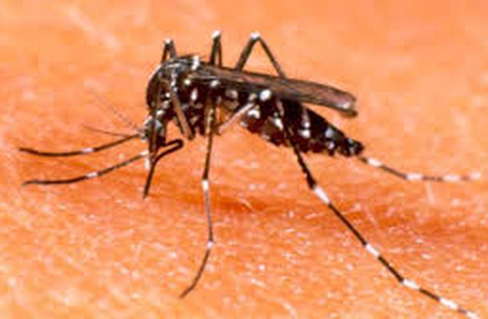 zika 