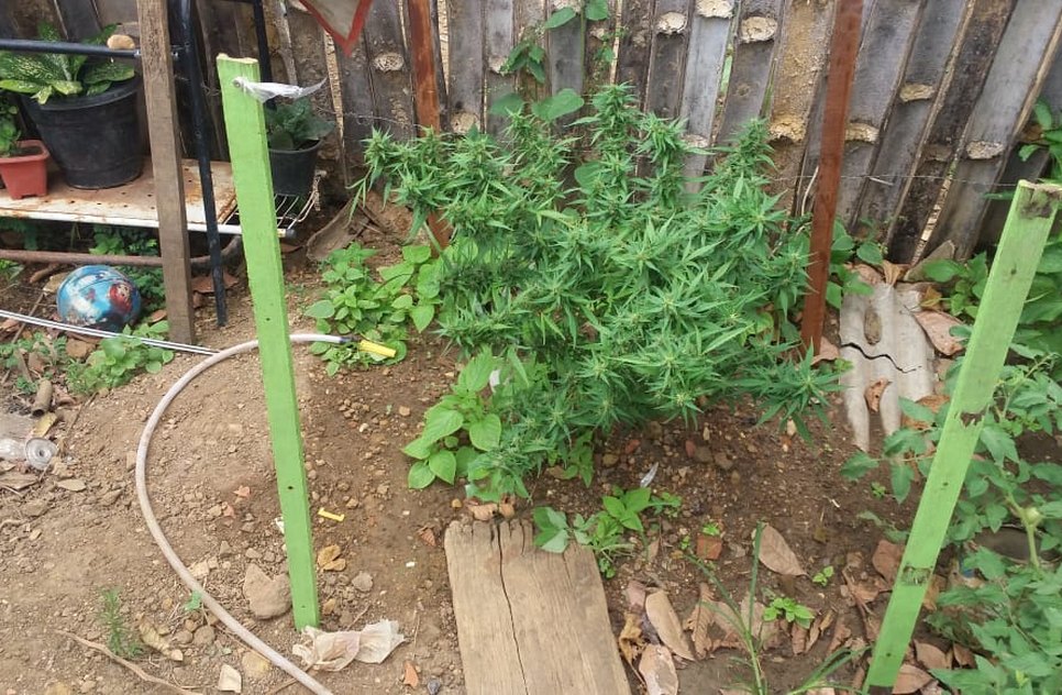 Pé de maconha / Foto: Polícia 9º Batalhão