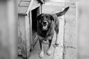 Cão orelha. Fonte: Internet