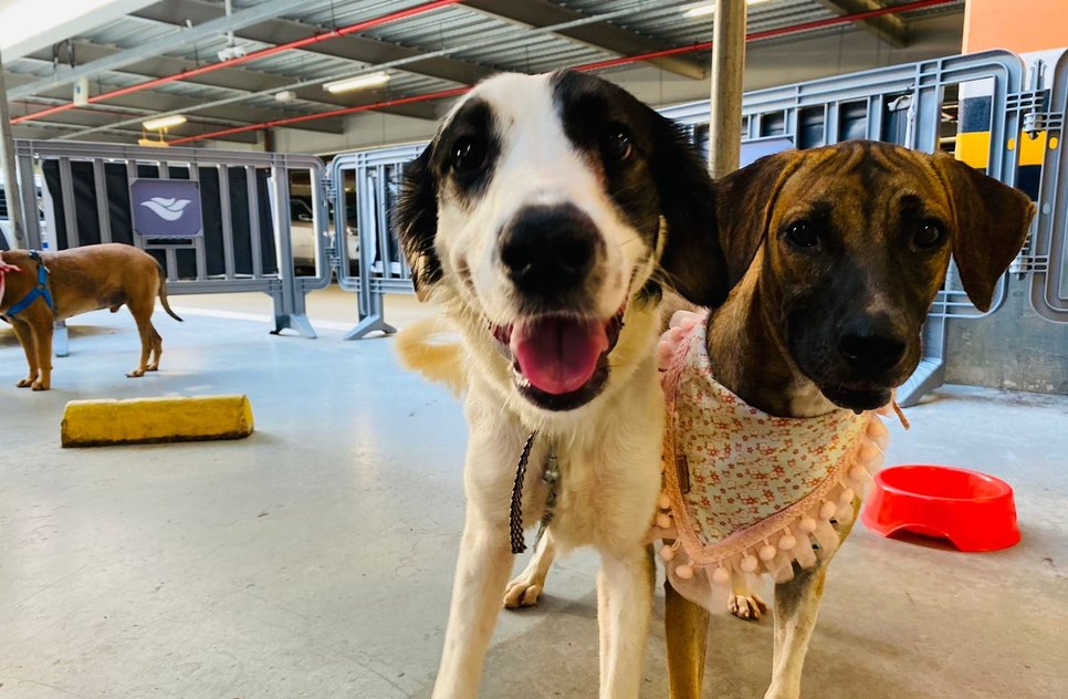 Cerca de 70 animais filhotes e adultos, estarão à espera de um novo lar / Foto: Foto: Divulgação