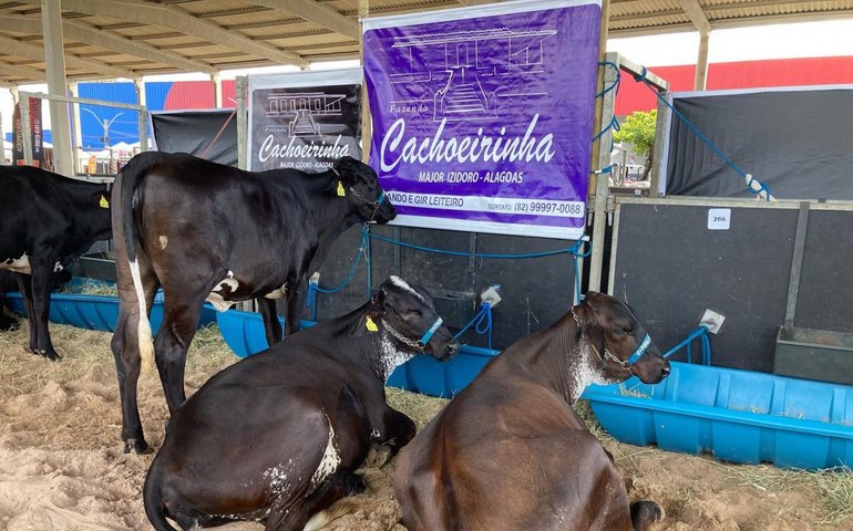 72ª Expoagro realiza única oferta de gado leiteiro da exposição neste sábado (29)