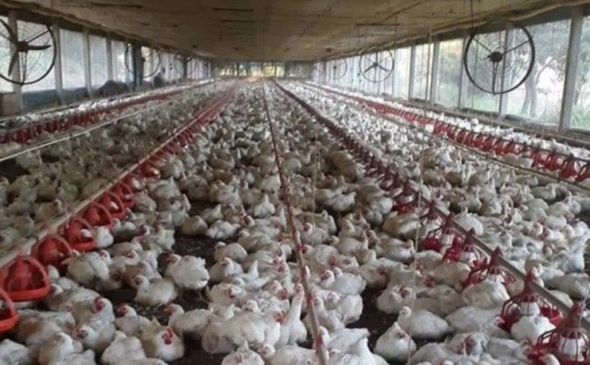 Focos de gripe aviária acendem alerta no governo