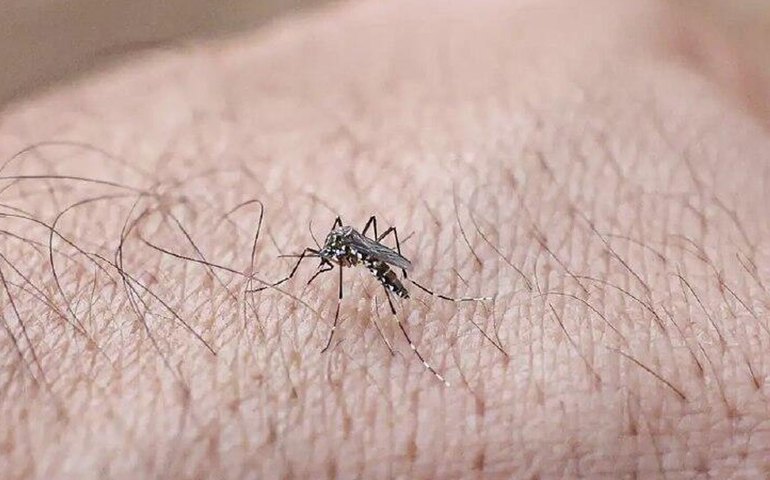 Vacina brasileira contra a dengue: SUS fecha contrato para compra inicial de 3,9 milhões de doses