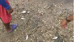 peixes mrtos no rio do sal