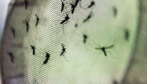 DENGUE