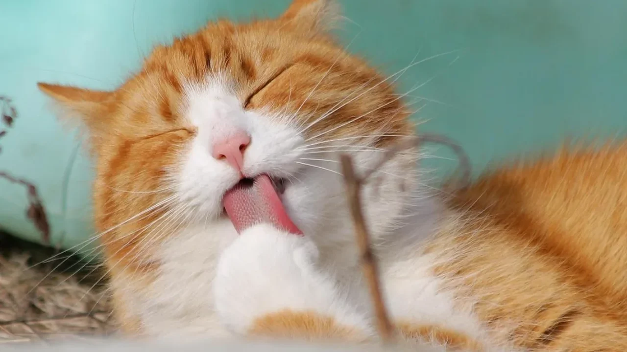A estrutura de gastos que define a rotina dos tutores de pets