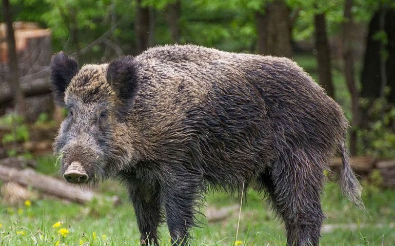 Javali atropela pedestre em faixa de pedestres na cidade de Batman, na Turquia