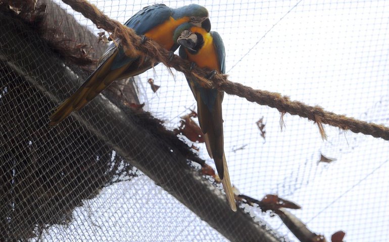 Morte de mais quatro aves fecha ao público zoológico do Rio