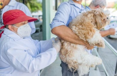 Campanha de imunização contra a raiva segue em Maceió e pretende vacinar 115 mil cães e gatos