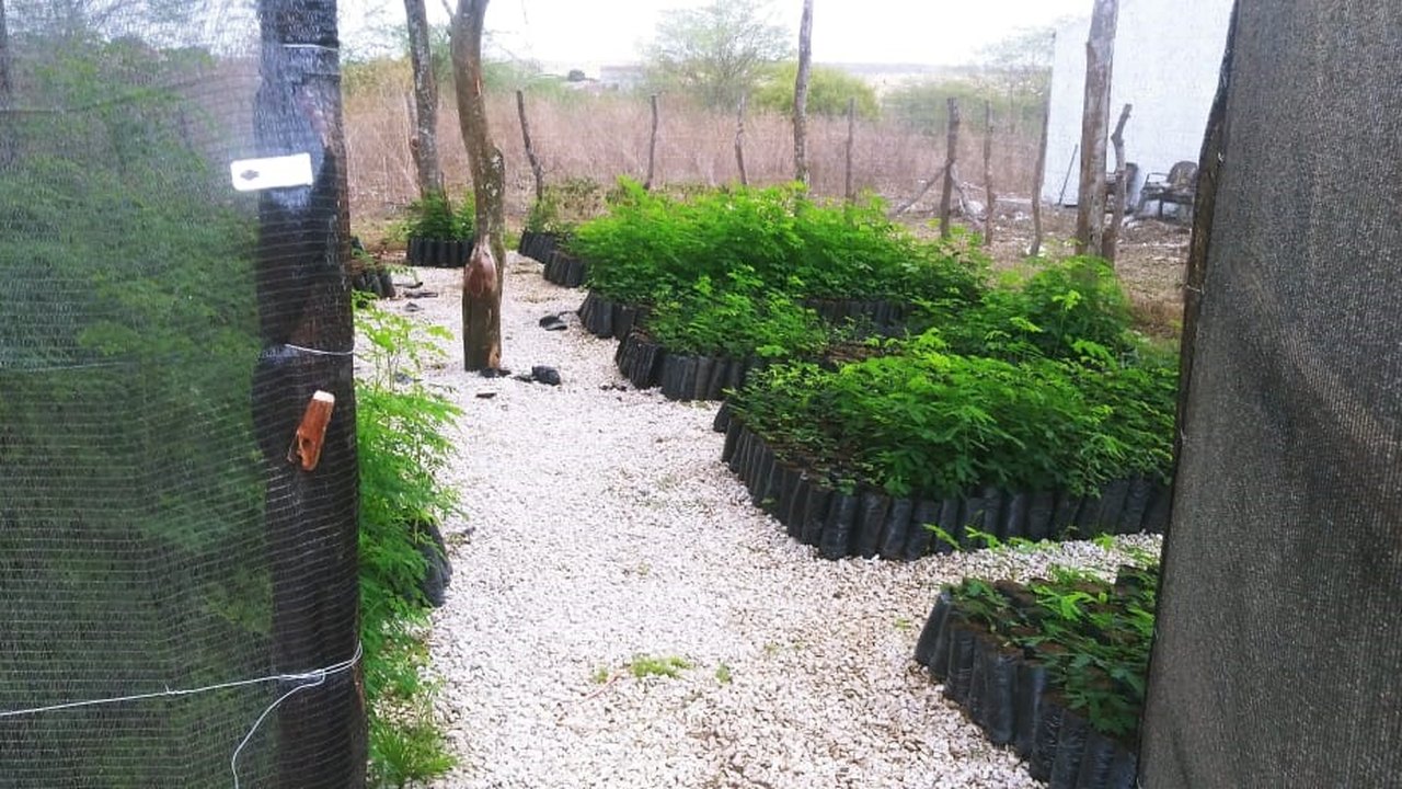  Programa de Desenvolvimento Territorial do BNB impulsiona bovinocultura de leite em Alagoas