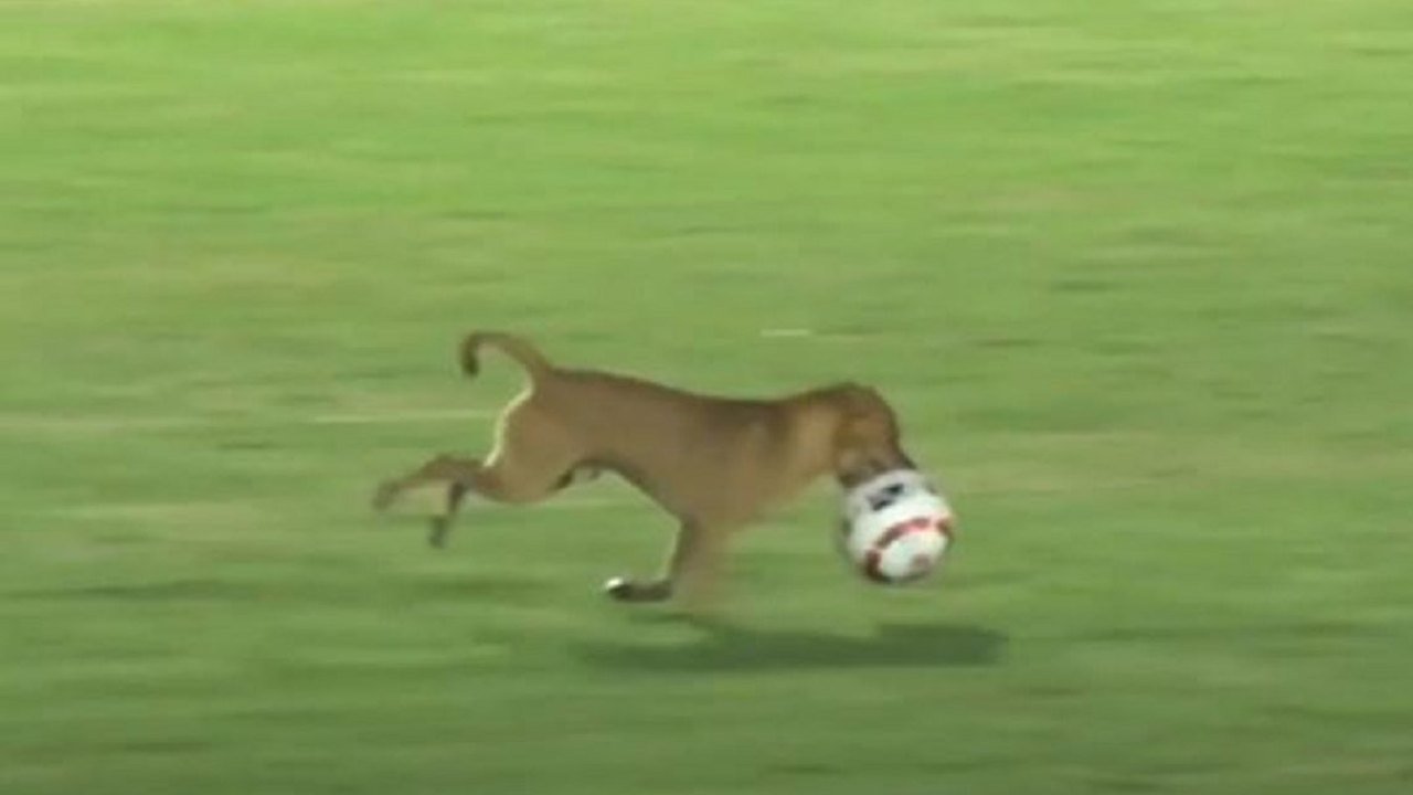 Cachorro invade o campo, rouba a bola e faz 'salseiro' no Campeonato Mexicano; vídeo