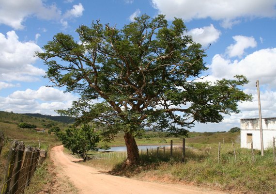 Pesquisa da Uneal fará sequenciamento genômico de variedades da espécie Arapiraca