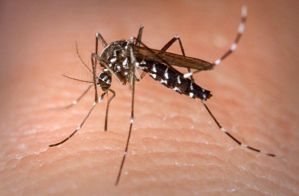 Dengue / Foto: Google
