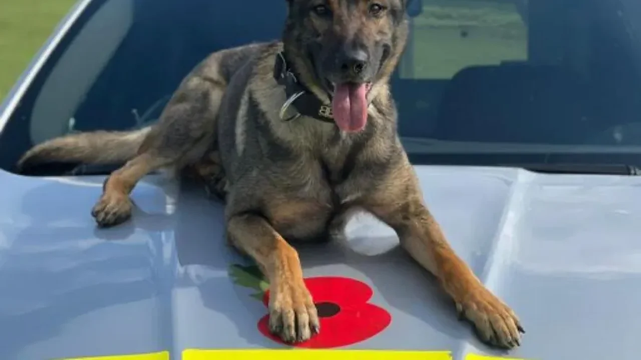 Polícia britânica sacrifica cachorro após animal morder sua adestradora no Reino Unido