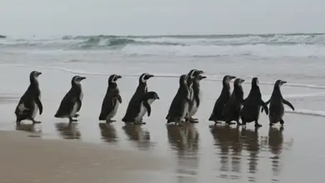 Buraco no ozônio afeta pinguins, baleias e focas na Antártica