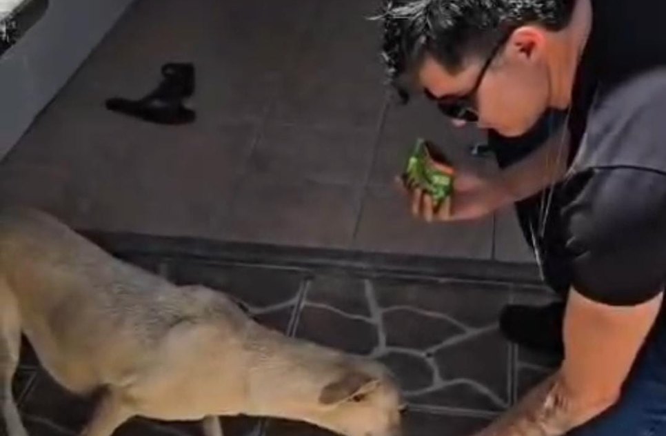 cão / Foto: Reprodução/SSP