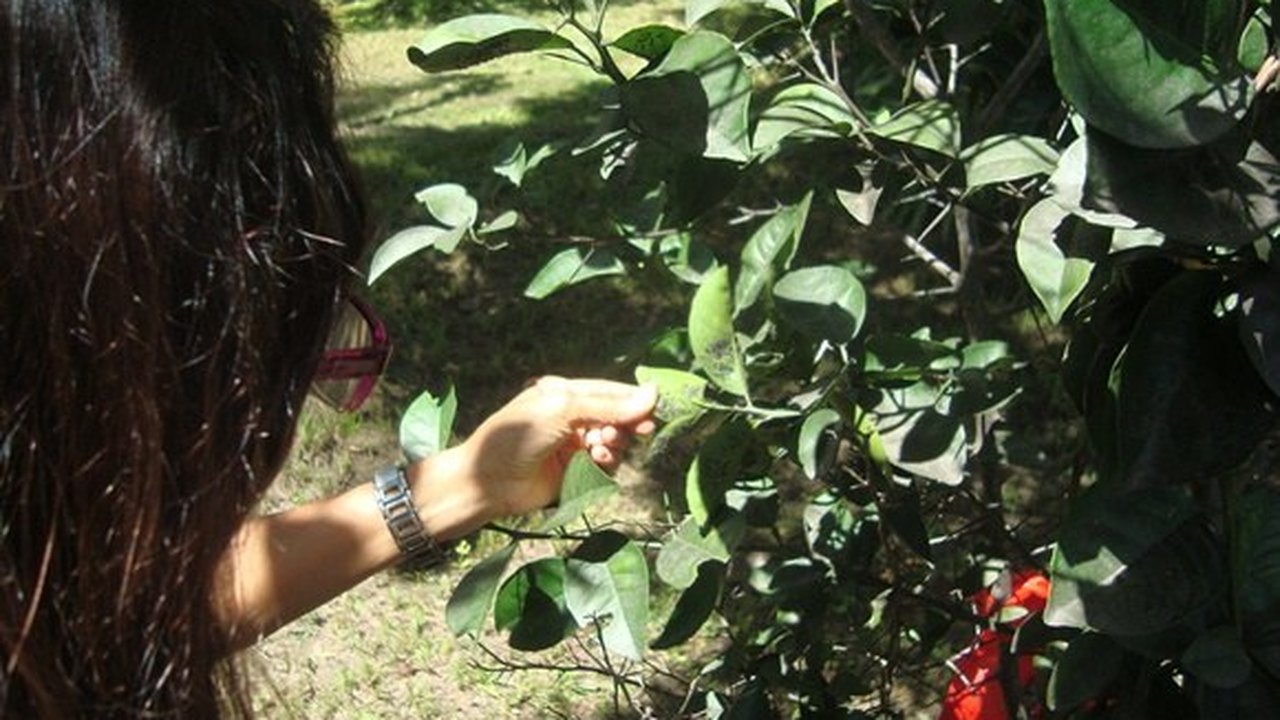 Técnicos inspecionam áreas verdes atacadas pela mosca negra do citros