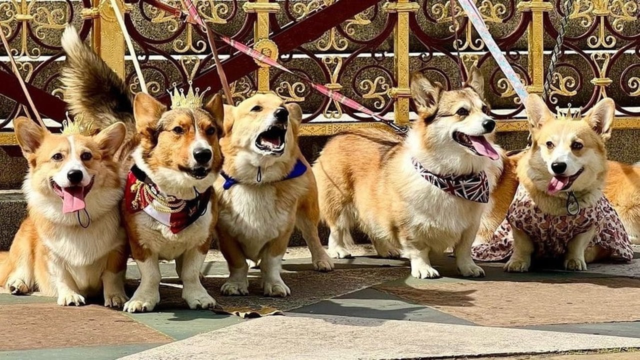 Desfile de corgis marca inicio das homenagens ao primeiro ano da morte da rainha Elizabeth II