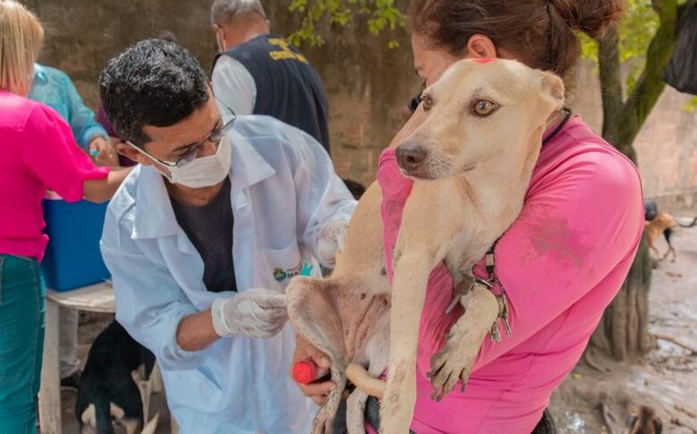 Gabinete da Causa Animal visita ONGs e aplica vacina antirrábica em cães e gatos